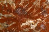 Beautiful, Petrified Wood (Araucaria) Slab - Madagascar #325553-1